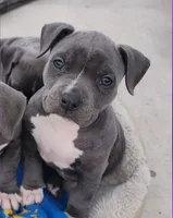 Easily Distracted, a female American Bully for sale in Phoenix, AZ – Photo 7 of 8