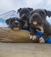 Easily Distracted, a female American Bully for sale in Phoenix, AZ – Photo 8 of 8