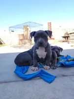 Phatty, a female American Bully for sale in Phoenix, AZ – Photo 1 of 7