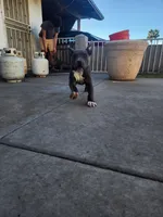 Phatty, a female American Bully for sale in Phoenix, AZ – Photo 7 of 7