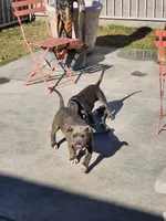 Phatty, a female American Bully for sale in Phoenix, AZ – Photo 4 of 7