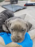 Phatty, a female American Bully for sale in Phoenix, AZ – Photo 3 of 7