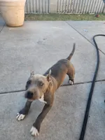 Phatty, a female American Bully for sale in Phoenix, AZ – Photo 6 of 7