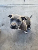Phatty, a female American Bully for sale in Phoenix, AZ – Photo 5 of 7