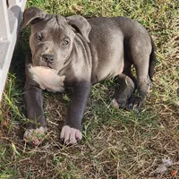 Lucky, a female American Bully for sale in Phoenix, AZ – Photo 1 of 4