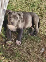 Lucky, a female American Bully for sale in Phoenix, AZ – Photo 1 of 4