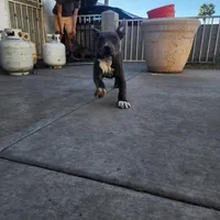 Lucky, a female American Bully for sale in Phoenix, AZ – Photo 4 of 4