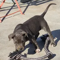 Lucky, a female American Bully for sale in Phoenix, AZ – Photo 2 of 4
