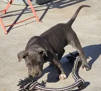 Lucky, a female American Bully for sale in Phoenix, AZ – Photo 2 of 4