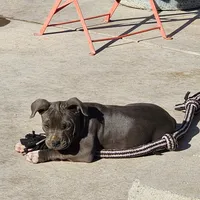 Lucky, a female American Bully for sale in Phoenix, AZ – Photo 3 of 4