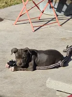 Lucky, a female American Bully for sale in Phoenix, AZ – Photo 3 of 4