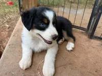 Blue eyed female, a female Miniature Australian Shepherd for sale in Franklin, GA – 1 of 3