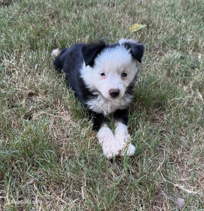 Blue eyed male – Miniature Australian Shepherd puppy for sale in Franklin, GA