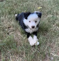 Blue eyed male, a male Miniature Australian Shepherd for sale in Franklin, GA – 1 of 4