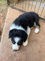 Blue eyed female, a female Miniature Australian Shepherd for sale in Franklin, GA – 3 of 3