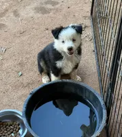 Blue eyed male, a male Miniature Australian Shepherd for sale in Franklin, GA – 4 of 4