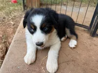 Blue eyed female, a female Miniature Australian Shepherd for sale in Franklin, GA – 2 of 3