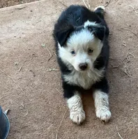 Blue eyed male, a male Miniature Australian Shepherd for sale in Franklin, GA – 3 of 4