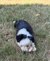 Blue eyed male, a male Miniature Australian Shepherd for sale in Franklin, GA – 2 of 4