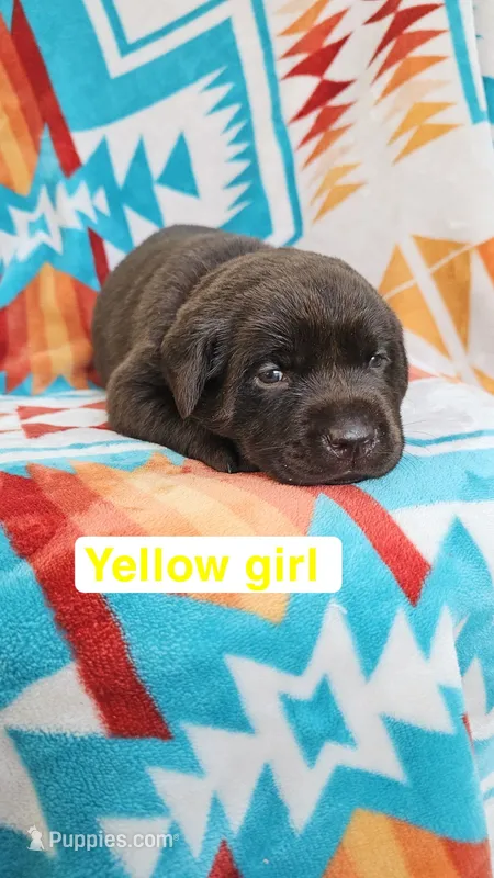 Yellow Girl – Labrador Retriever puppy for sale in Seymour, MO