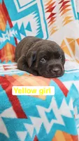 Yellow Girl, a female Labrador Retriever for sale in Seymour, MO – 1 of 1