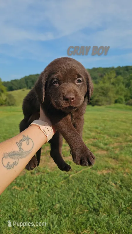 Gray Boy – Labrador Retriever puppy for sale in Seymour, MO