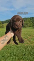 Gray Boy, a male Labrador Retriever for sale in Seymour, MO – 1 of 1
