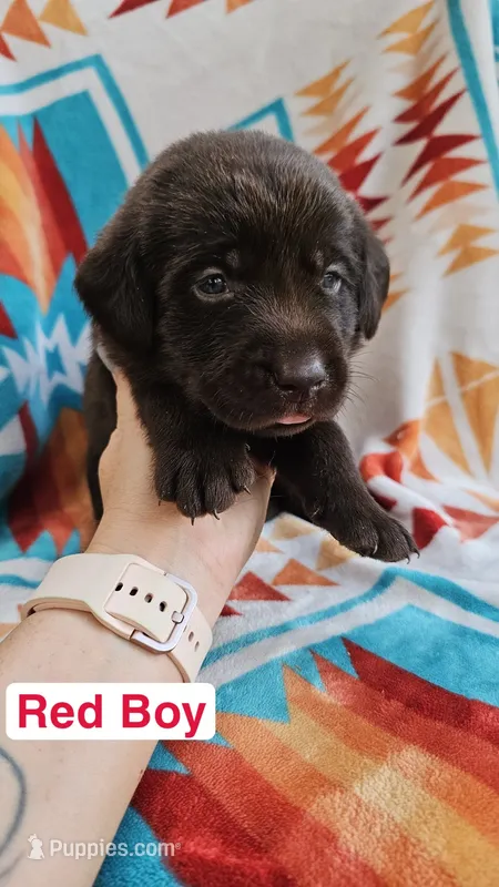 Red Boy – Labrador Retriever puppy for sale in Seymour, MO
