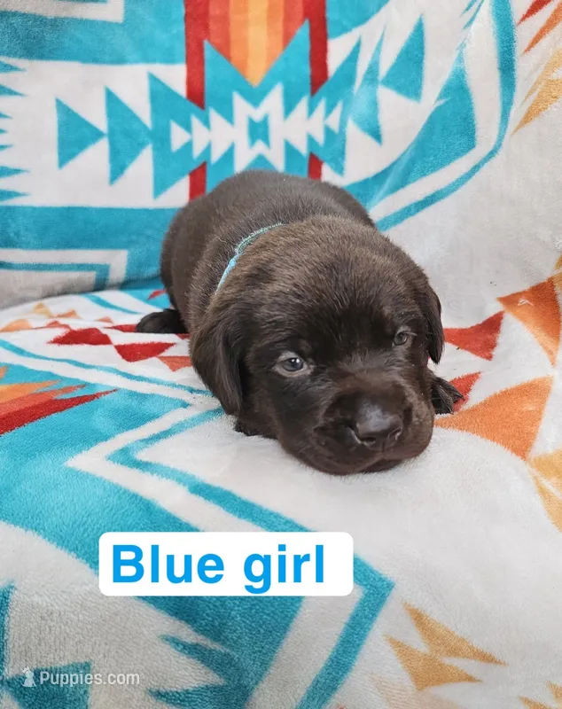 Blue Girl – Labrador Retriever puppy for sale in Seymour, MO