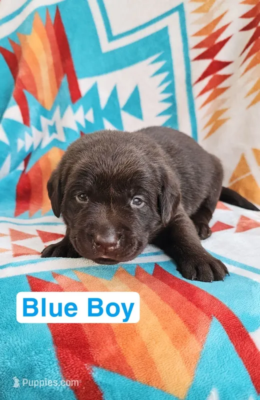Blue Boy – Labrador Retriever puppy on hold in Seymour, MO