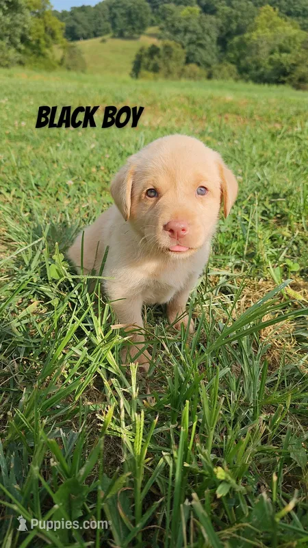 Black Boy – Labrador Retriever puppy for sale in Seymour, MO