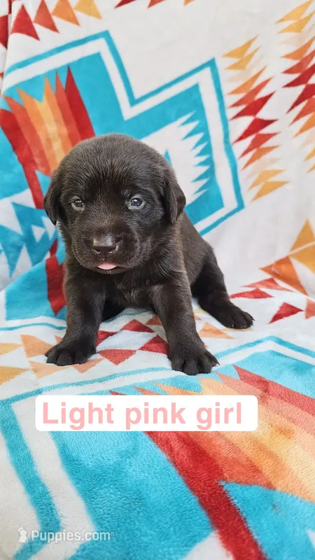 Light Pink Girl – Labrador Retriever puppy for sale in Seymour, MO