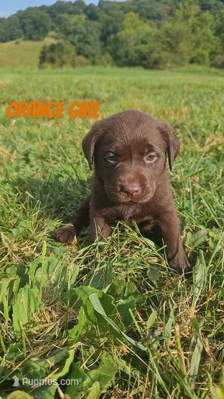 Orange Girl – Labrador Retriever puppy for sale in Seymour, MO