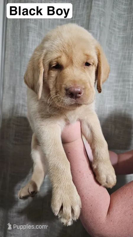 Black Boy – Labrador Retriever puppy for sale in Seymour, MO