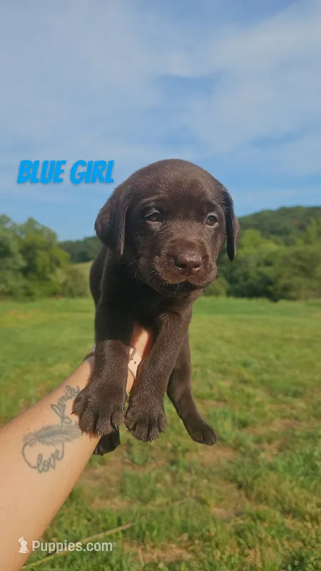 Blue Girl – Labrador Retriever puppy for sale in Seymour, MO