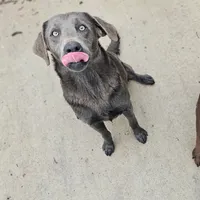 Lucy, a female Labrador Retriever for sale in Seymour, MO – Photo 2 of 2