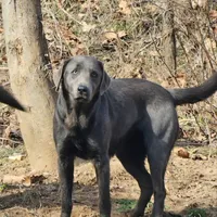Lucy, a female Labrador Retriever for sale in Seymour, MO – Photo 1 of 2