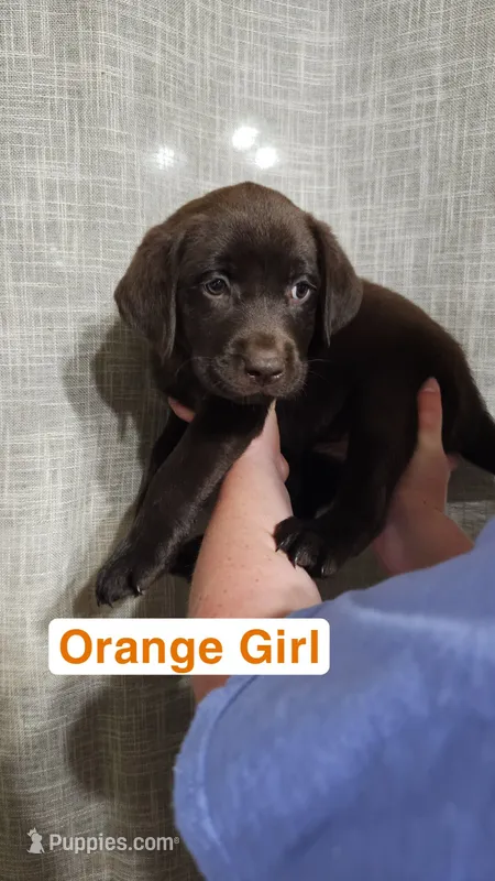 Orange Girl – Labrador Retriever puppy for sale in Seymour, MO