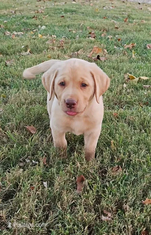 Yellow Boy – Labrador Retriever puppy for sale in Seymour, MO