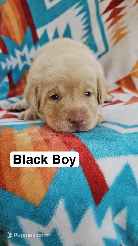 Black Boy – Labrador Retriever puppy for sale in Seymour, MO