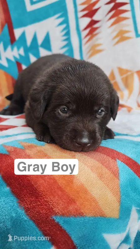 Gray Boy – Labrador Retriever puppy for sale in Seymour, MO