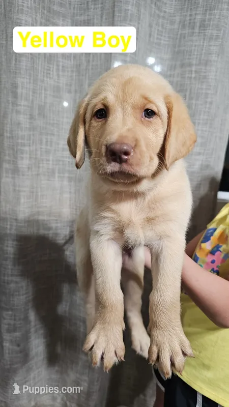 Yellow Boy – Labrador Retriever puppy for sale in Seymour, MO