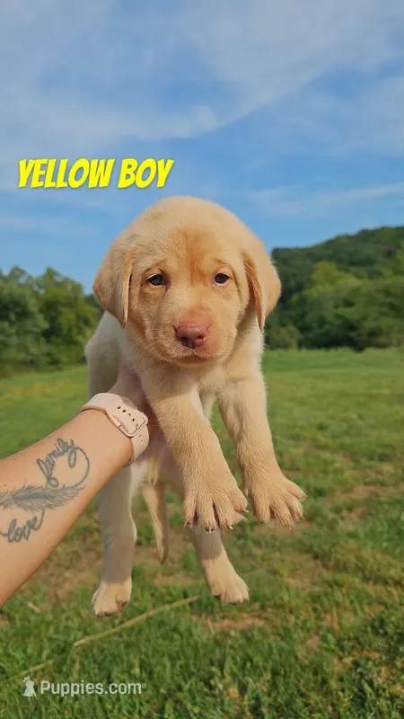 Yellow Boy – Labrador Retriever puppy for sale in Seymour, MO