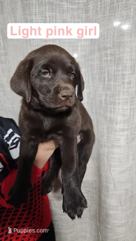 Light Pink Girl – Labrador Retriever puppy for sale in Seymour, MO
