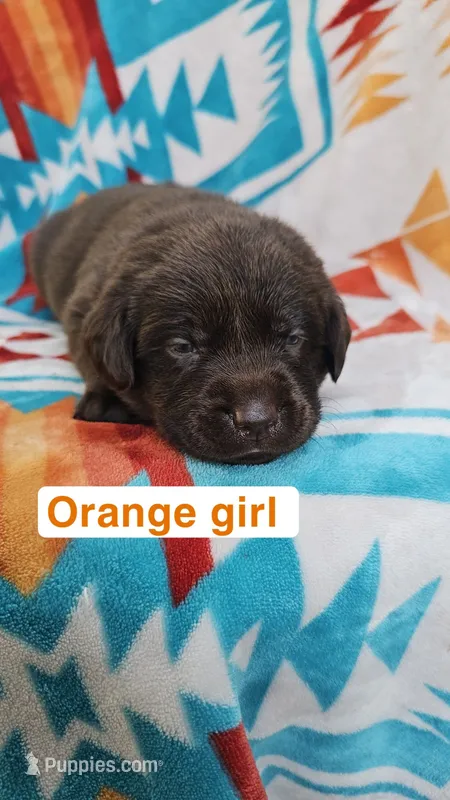 Orange Girl – Labrador Retriever puppy for sale in Seymour, MO