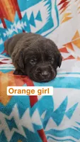 Orange Girl, a female Labrador Retriever for sale in Seymour, MO – 1 of 1