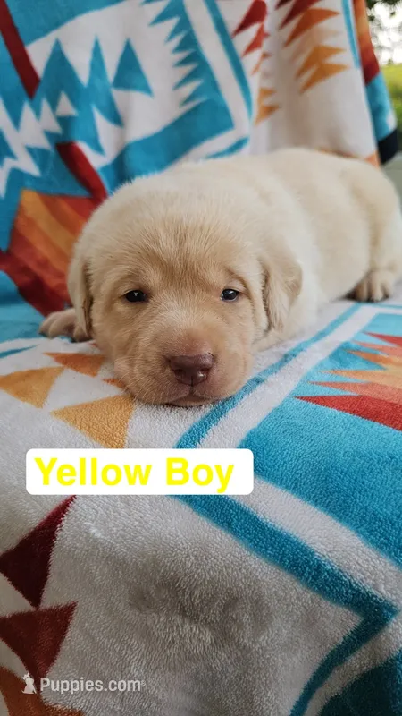 Yellow Boy – Labrador Retriever puppy for sale in Seymour, MO