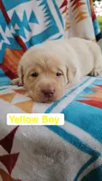 Yellow Boy, a male Labrador Retriever for sale in Seymour, MO – 1 of 1