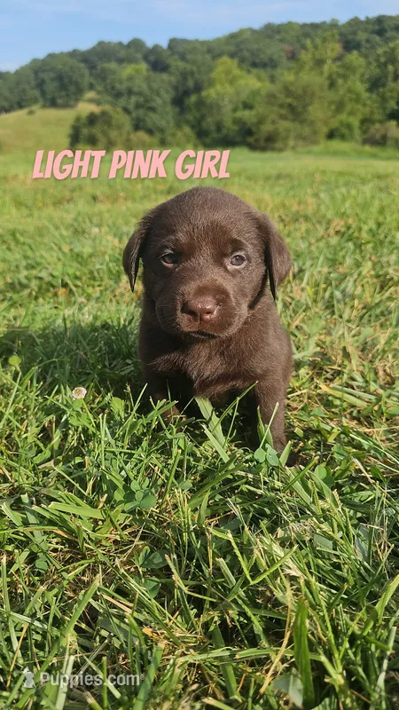 Light Pink Girl – Labrador Retriever puppy for sale in Seymour, MO