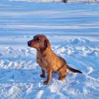 Maggey, a female Labrador Retriever for sale in Crystal, MI – Photo 7 of 10